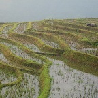 Rice terraces in north Viet Nam 3