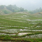 Rice terraces in north Viet Nam 4